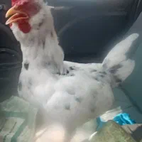خروس گلین