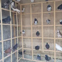 کبوتر|پرنده|ماهان, |دیوار