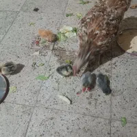مرغ گلین لری یک ساله کرچ شو