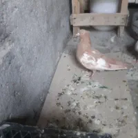 کفتر|پرنده|خرمشهر, |دیوار