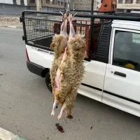 الو دام تحویل درب منزل باسکول دیجیتال