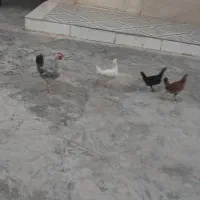 ۵ عدد جوجه بومی
