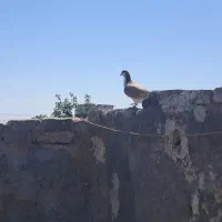 طاقدوم ماده