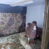 کفتر|پرنده|رفسنجان, |دیوار