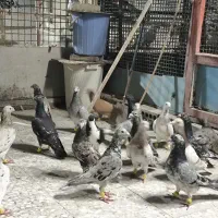 کفتر سرور رنگی