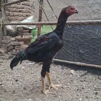 خروس