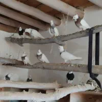 کبوترطوقی 17دانه