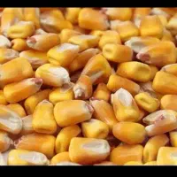 ذرت برزیل درجه ۱