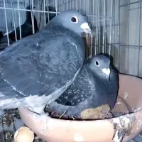 کبوتر پلاکی مسافتی جان اردن موریس دلبر