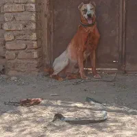 کوچوک