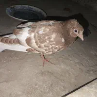 کبوتر پیدا شده