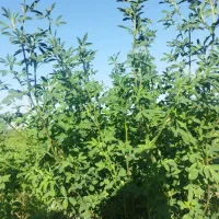 یونجه کاه کوب