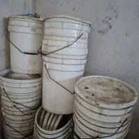 سطل پنیر سیاهمزگی