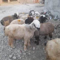 میش  وقوچ  داشتی