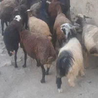 فروش گوسفند و بره (نر و ماده)