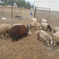 میش بره وقوچ