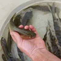 بچه. ماهی امور ،کپور فتوفاک بیکهد