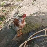 خروس گردن لختی 6ماهه