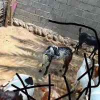 کهره.نر