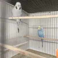 فروش دو جفت مرغ عشق انگلیسی گرید A قیمت ارزان