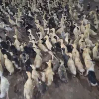 جوجه اردک ۳۰ روزه