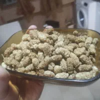 توت سفید ولیان