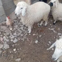 گوسفند|حیوانات مزرعه|نیمروز, |دیوار