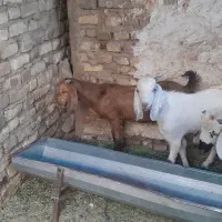 دوتا کهره نر مری بزرگ ۷ ماه