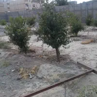 باغچه
