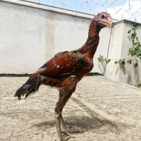 جوجه لاری افغان ترک نسل معتبر