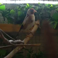 سهره مرغ عشق قفس