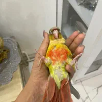 طوطی گیرینچیک