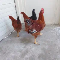 مرغ خروس محلی و لاری