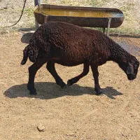نربره