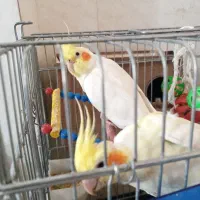 عروس هلندی صحبت میکند