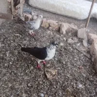 کبوتر  تهرونی