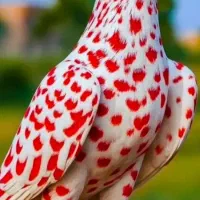 سیم کارت دائمی