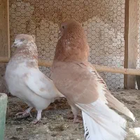 کبوتر پرشی کاشان