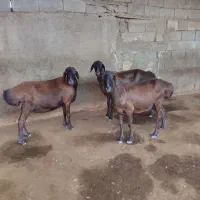 میش چینی