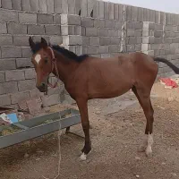 فروش کره درشوری ماده