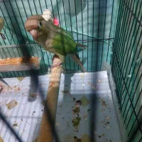 معاوضه به ماده