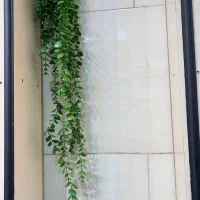 ریسه شمشاد مصنوعی