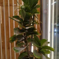 نزدیک-حاشیه-امامت-180-متر-شیک