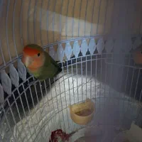 کوتوله و فنج