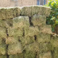 پرس یونجه