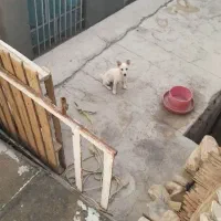 سگ نرپامر