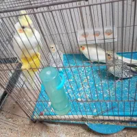 چهار عدد عروس هلندی زیبا سالم خونگی همه با هم