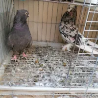ی جفت کفتر شازده سرور کاکلی