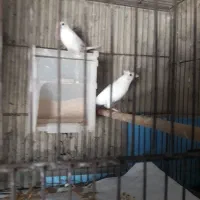 بنگالی ماده ۲تا سفید