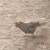 عروس هلندی ماده تخم گذار ۱تومن